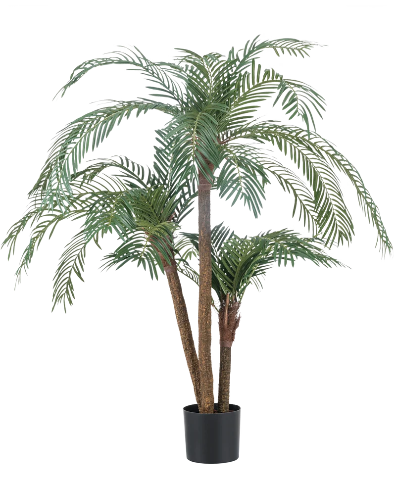 Cycas Palmetto Classic 135 cm