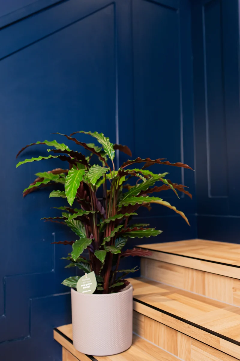 Calathea rufibarba (Korbmarante) (M)