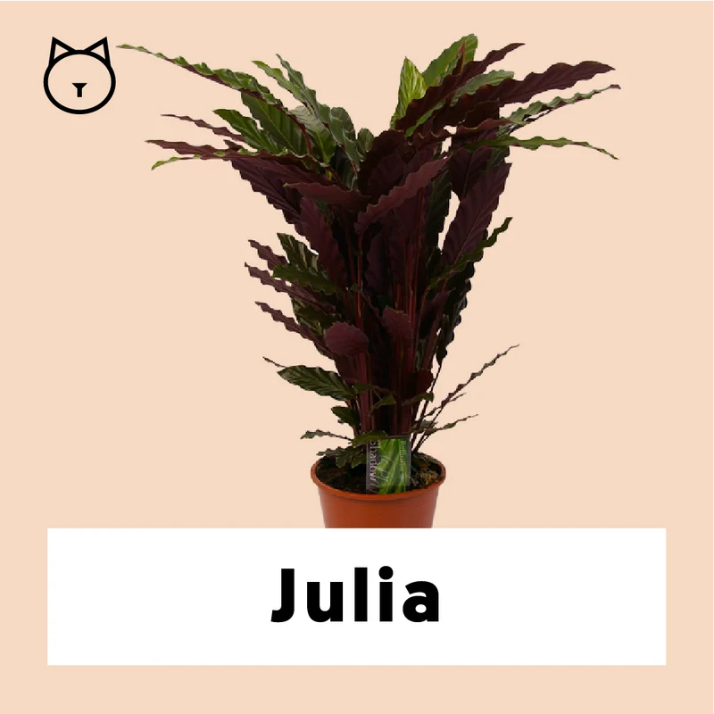 Calathea rufibarba (Korbmarante) (M)