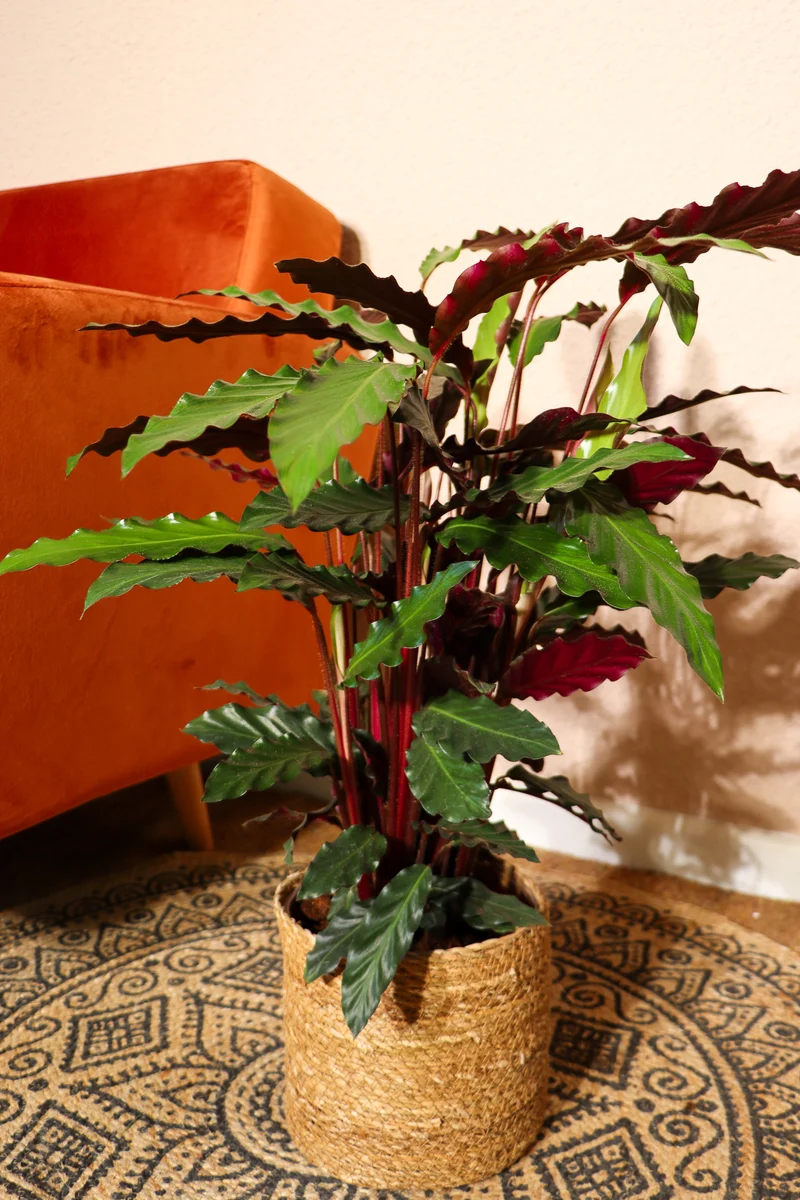 Calathea rufibarba (Korbmarante) (M)