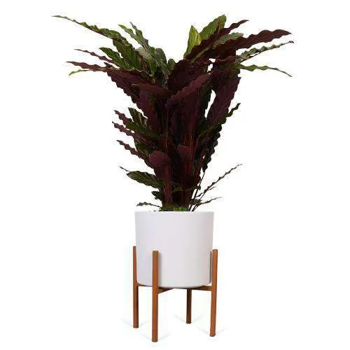 Calathea rufibarba (Korbmarante) (M)
