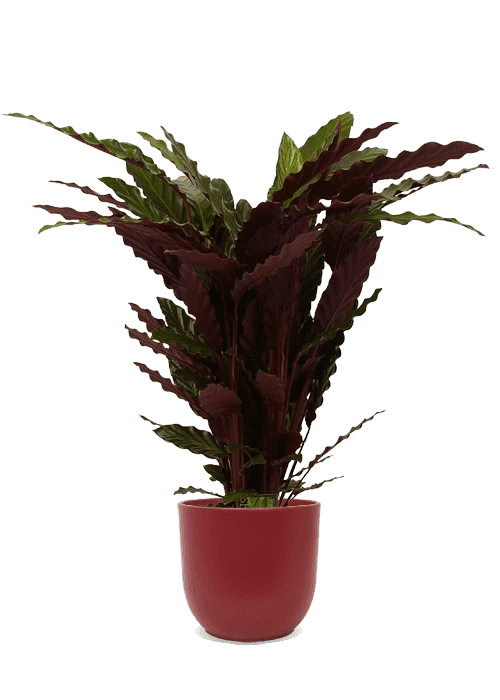 Calathea rufibarba (Korbmarante) (M)
