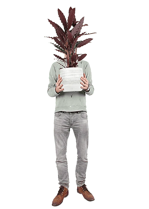 Calathea rufibarba (Korbmarante) (M)