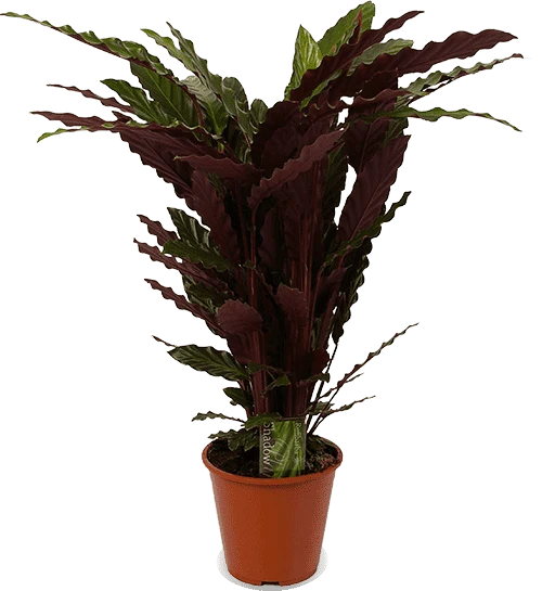 Calathea rufibarba (Korbmarante) (M)