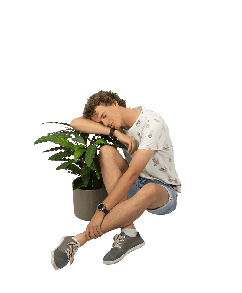 Calathea rufibarba (Korbmarante) (M)