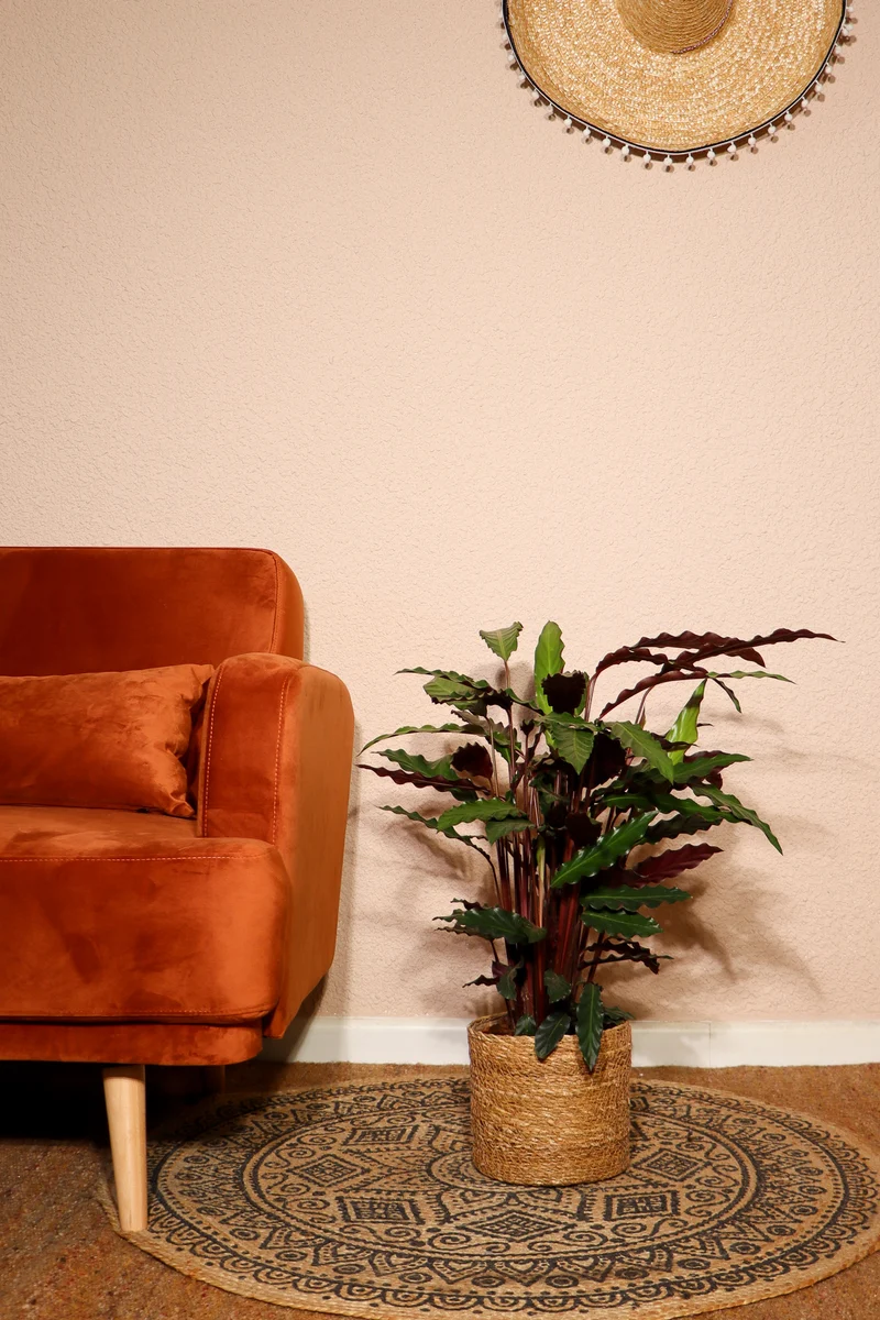 Calathea rufibarba (Korbmarante) (M)