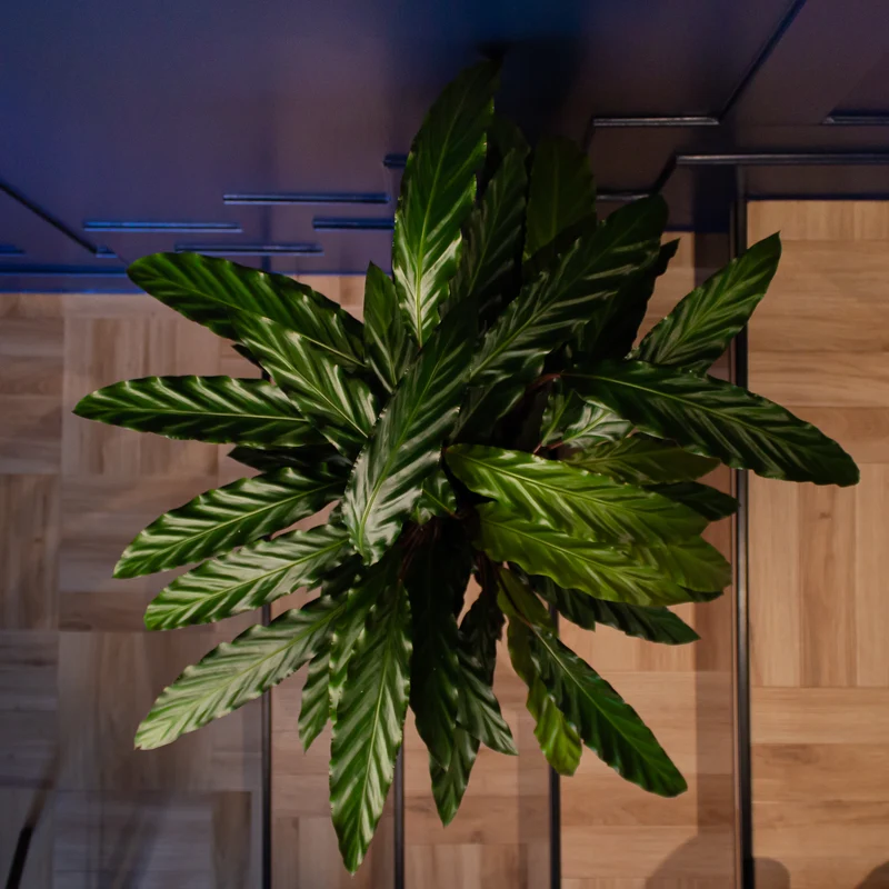 Calathea rufibarba (Korbmarante) (M)