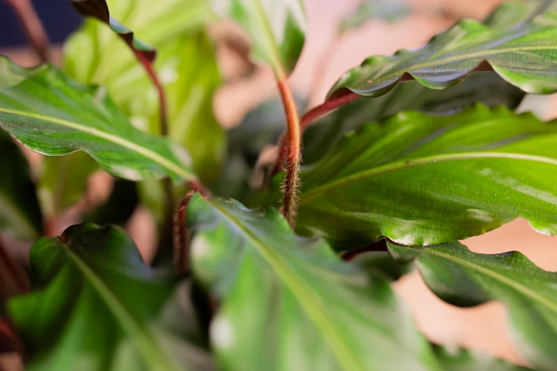 Calathea rufibarba (Korbmarante) (M)
