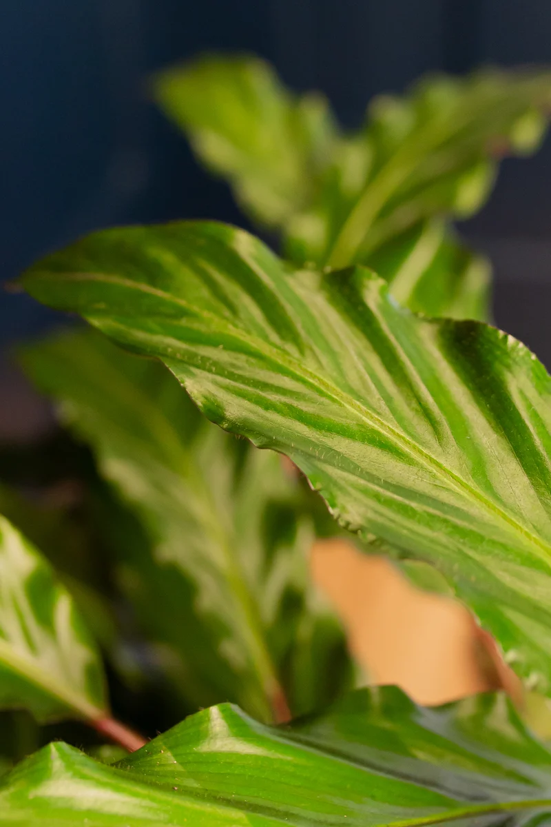 Calathea rufibarba (Korbmarante) (M)