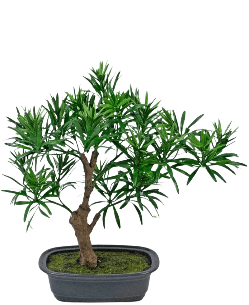 Künstliche Pflanze Bonsai Podocarpus 30 cm