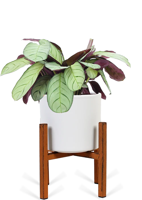 Ctenanthe amagris (S)