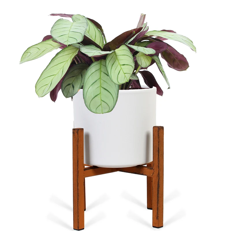 Ctenanthe amagris (S)