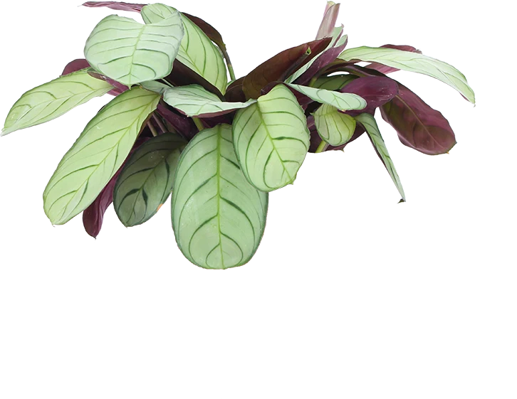 Ctenanthe amagris (S)