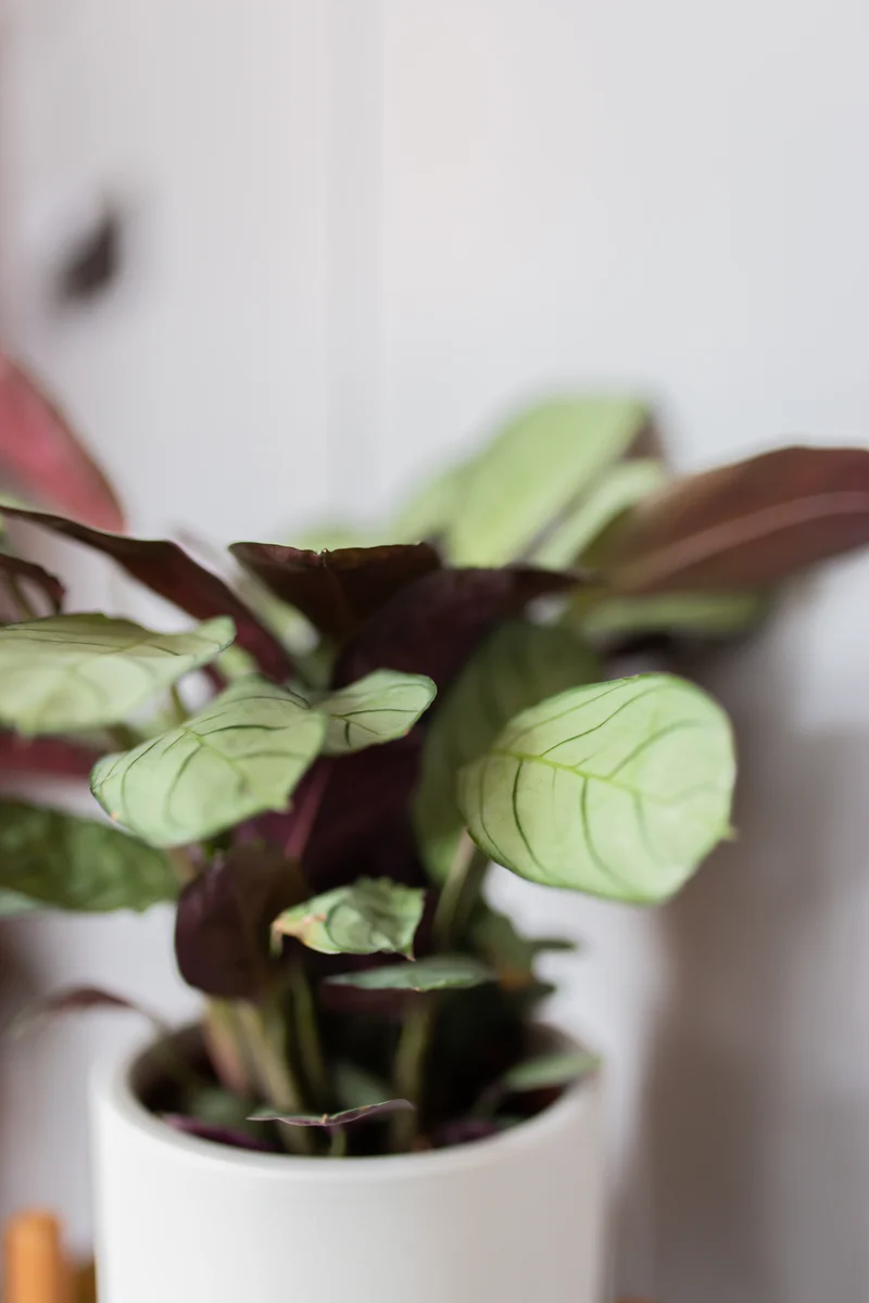 Ctenanthe amagris (S)