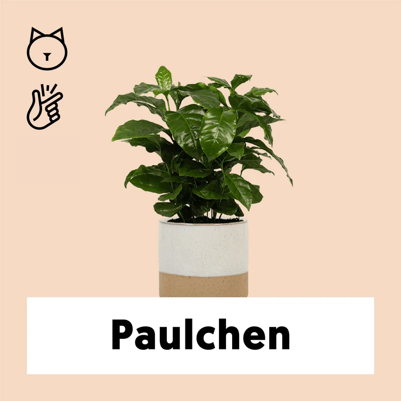 Coffea arabica (Kaffeepflanze) (S)