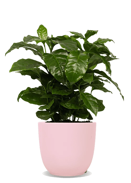 Coffea arabica (Kaffeepflanze) (S)