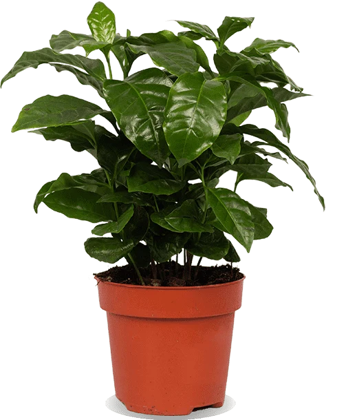 Coffea arabica (Kaffeepflanze) (S)