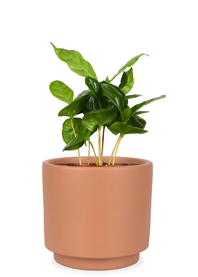 Coffea arabica (Kaffeepflanze) (S)