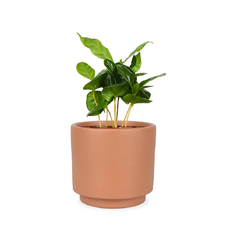 Coffea arabica (Kaffeepflanze) (S)