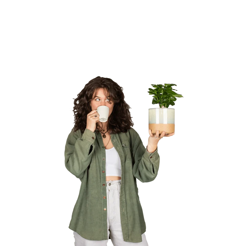Coffea arabica (Kaffeepflanze) (S)
