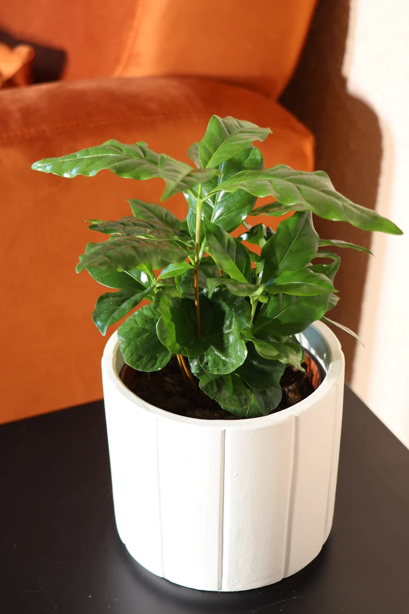 Coffea arabica (Kaffeepflanze) (S)