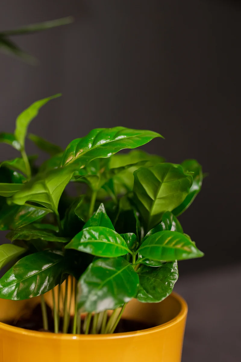 Coffea arabica (Kaffeepflanze) (S)