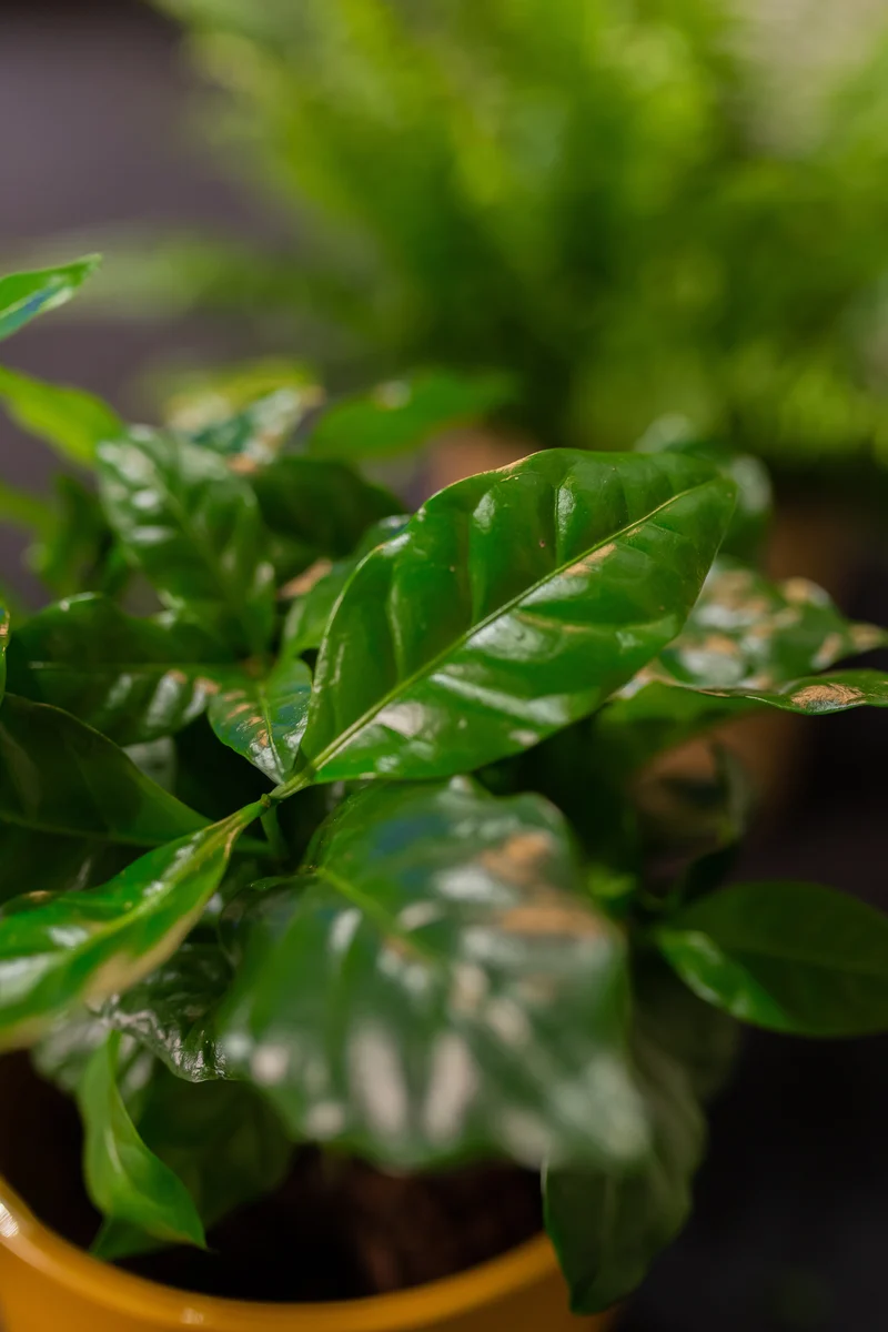 Coffea arabica (Kaffeepflanze) (S)