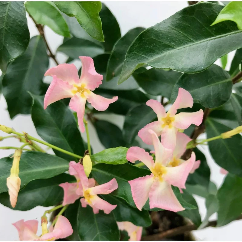 Sternjasmin Star of Ibiza Zweierset – zartrosa Blütenzauber