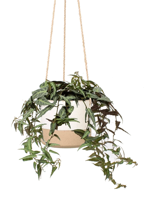 Parthenocissus amazonica (Jungfernrebe) (S)