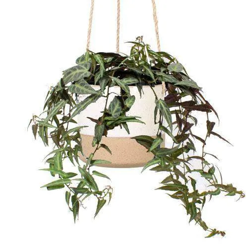 Parthenocissus amazonica (Jungfernrebe) (S)