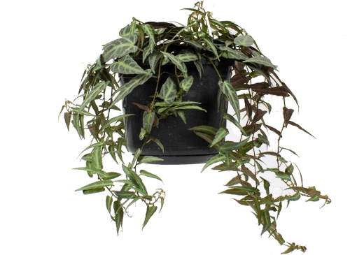 Parthenocissus amazonica (Jungfernrebe) (S)