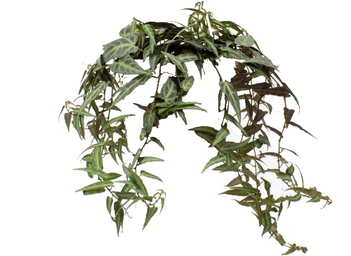 Parthenocissus amazonica (Jungfernrebe) (S)