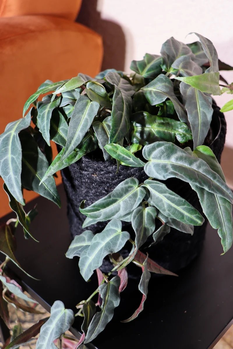 Parthenocissus amazonica (Jungfernrebe) (S)