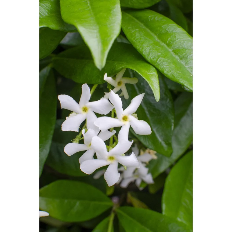 Sternjasmin Star of Venice Zweierset – duftende weiße Blütenpracht