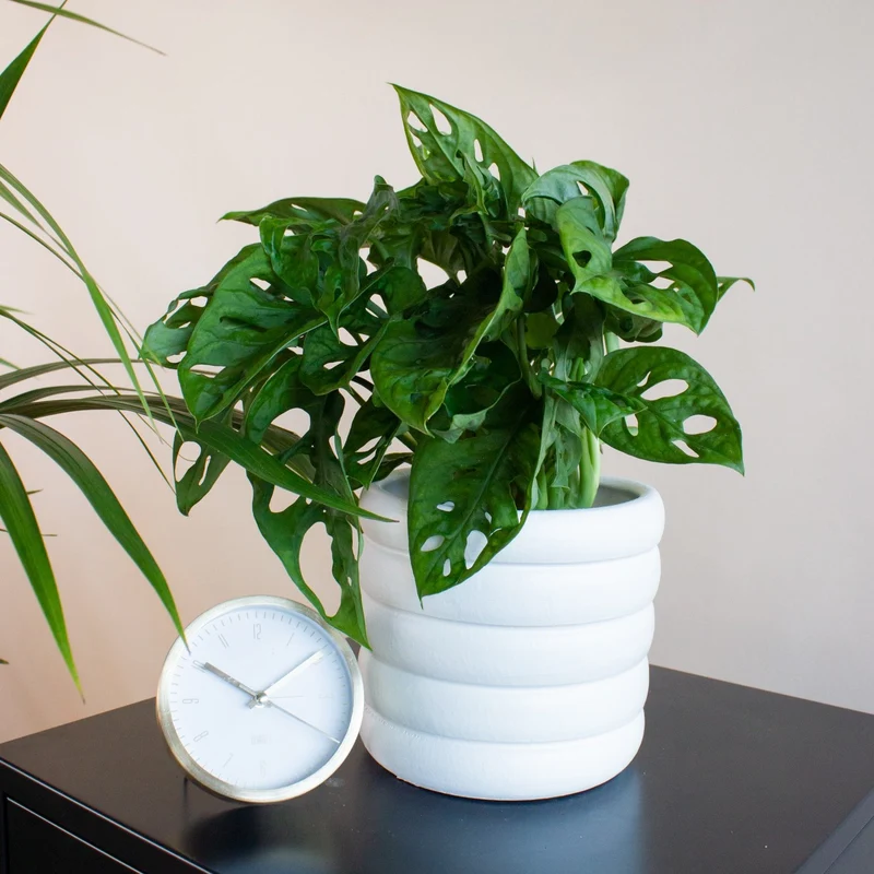 Monstera adansonii (Monkey leaf) (S)