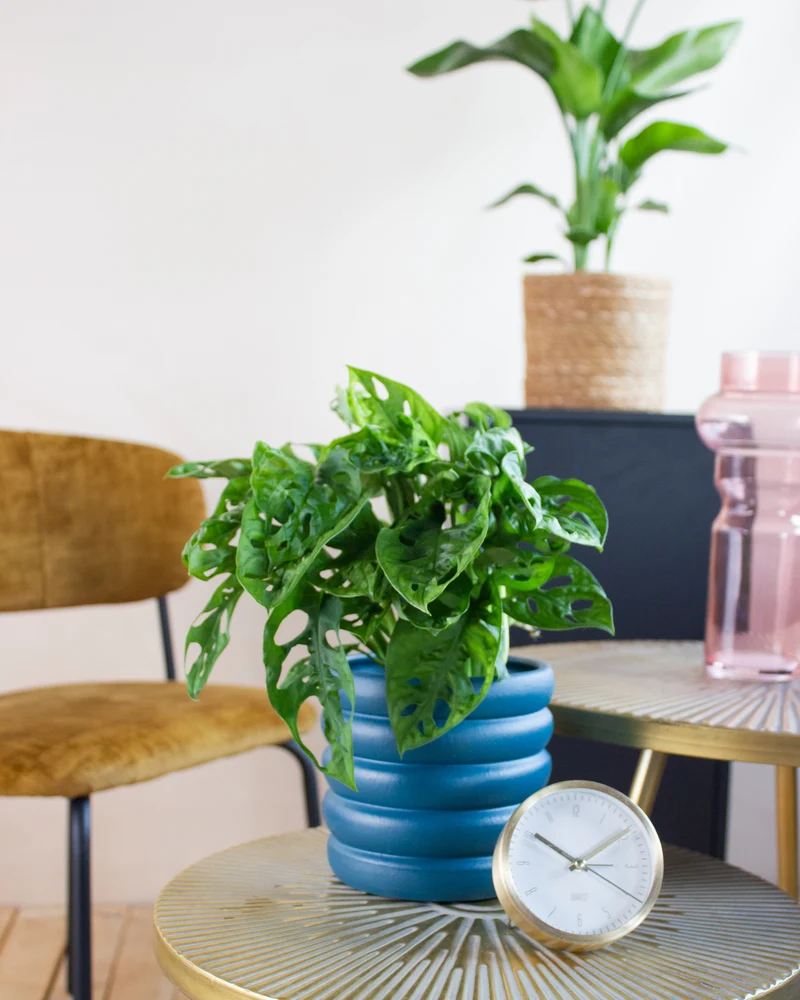 Monstera adansonii (Monkey leaf) (S)