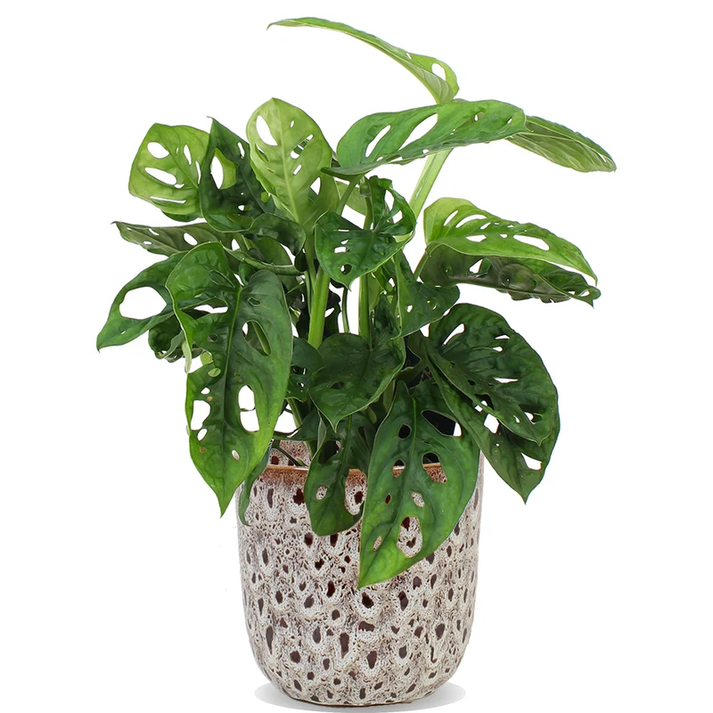 Monstera adansonii (Monkey leaf) (S)