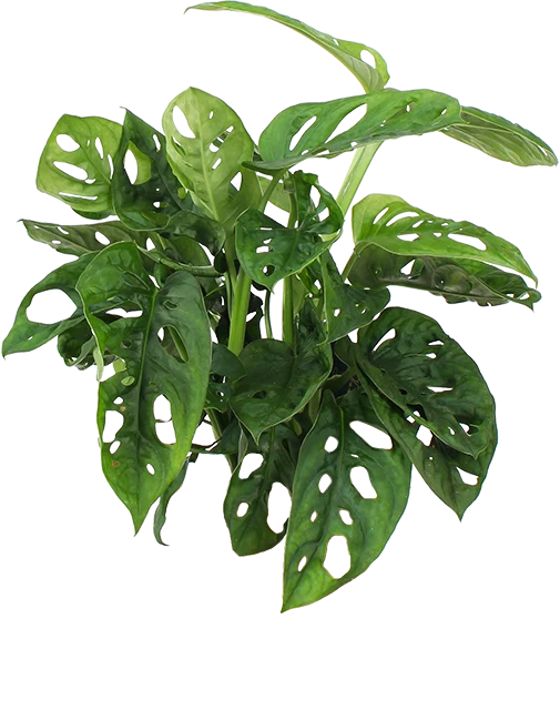 Monstera adansonii (Monkey leaf) (S)