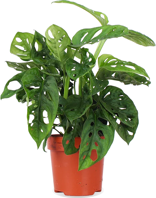Monstera adansonii (Monkey leaf) (S)