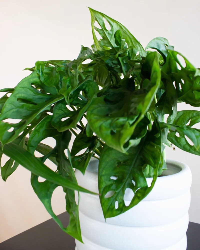Monstera adansonii (Monkey leaf) (S)