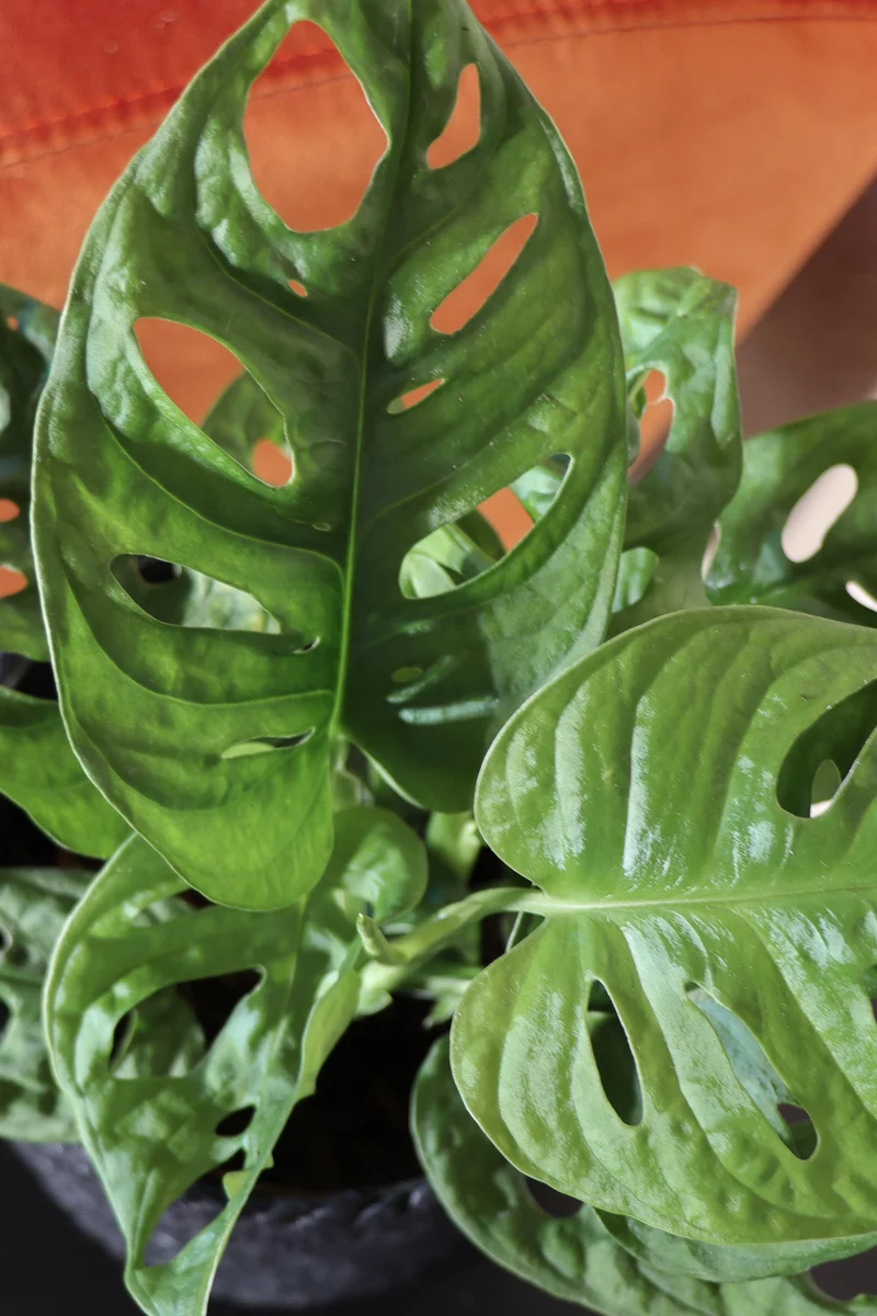 Monstera adansonii (Monkey leaf) (S)