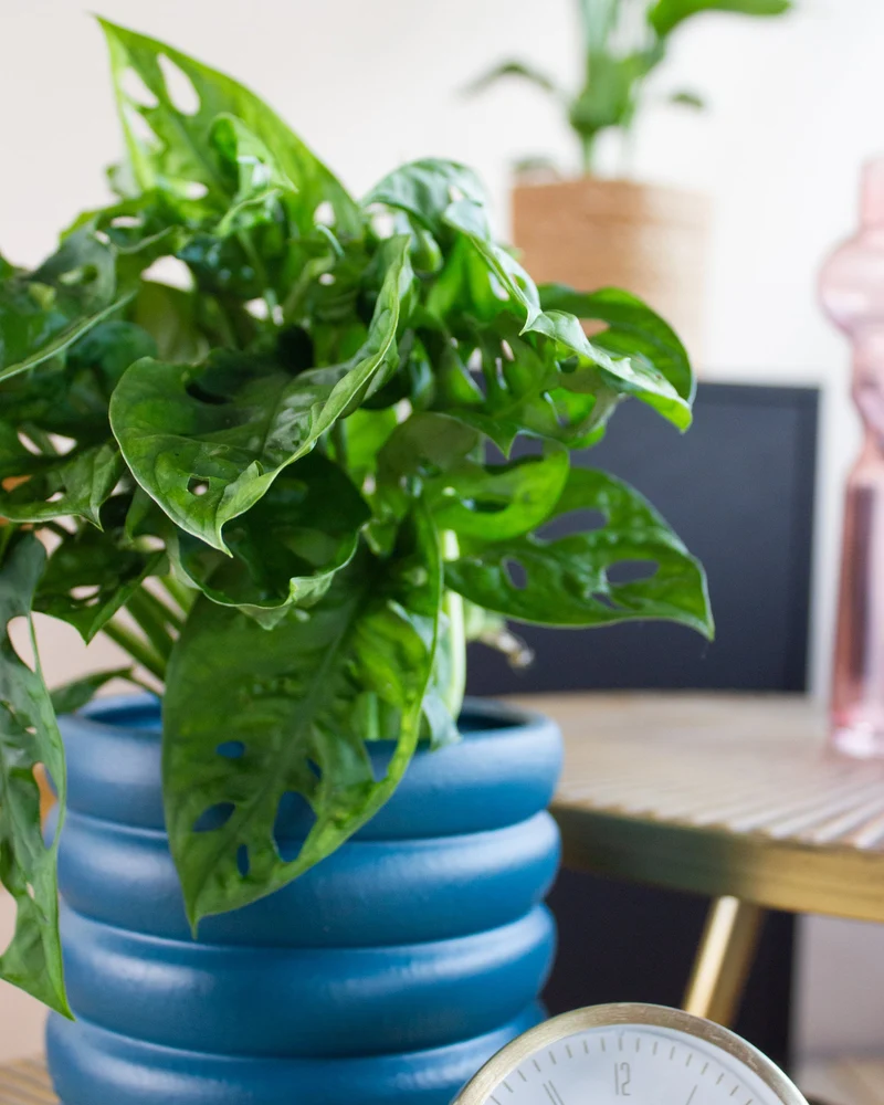 Monstera adansonii (Monkey leaf) (S)