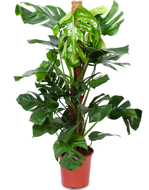 Monstera pertusum (Fensterblatt) (L)