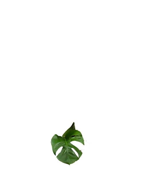 Monstera pertusum (Fensterblatt) (L)
