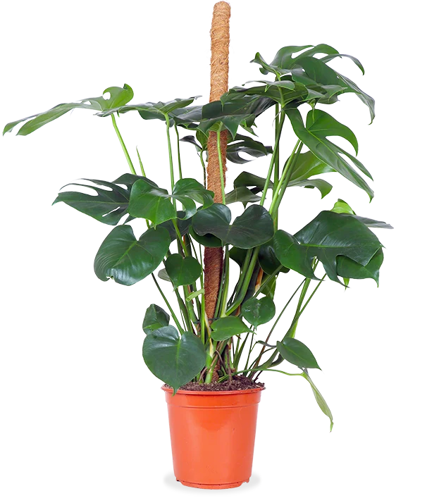 Monstera pertusum (Fensterblatt) (L)