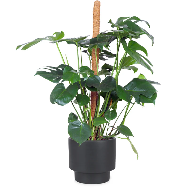 Monstera pertusum (Fensterblatt) (L)