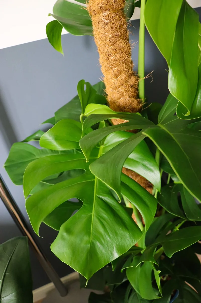 Monstera pertusum (Fensterblatt) (L)