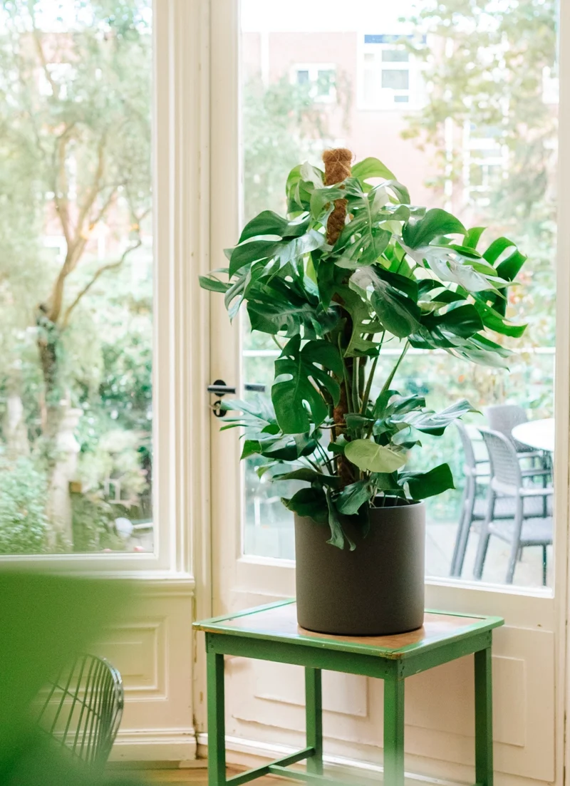 Monstera pertusum (Fensterblatt) (L)