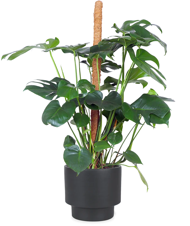 Monstera pertusum (Fensterblatt) (L)