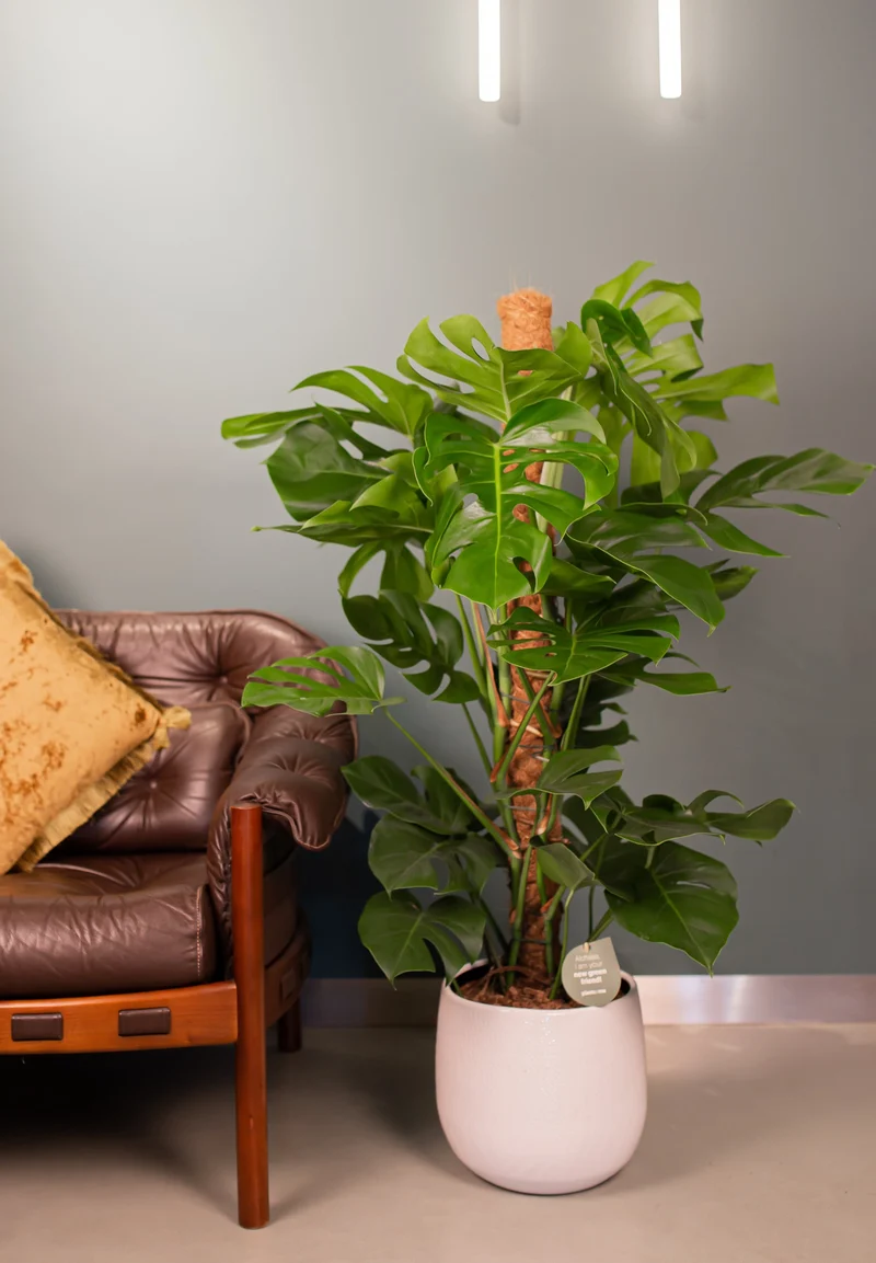 Monstera pertusum (Fensterblatt) (L)